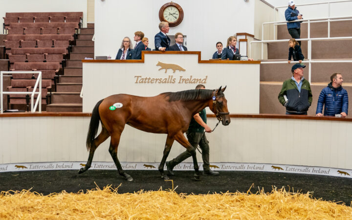 Tattersalls Ireland September Sale