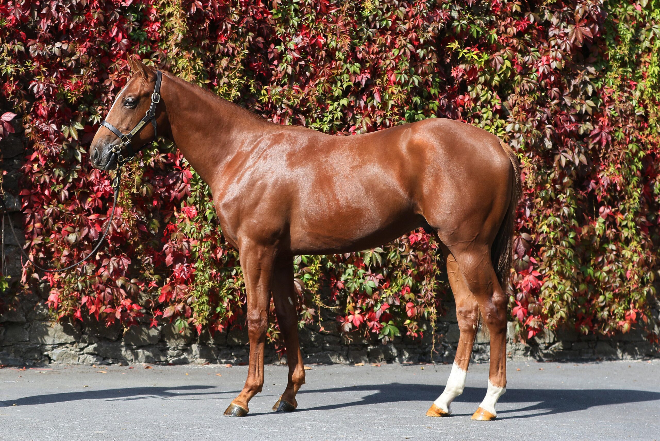 Lot 260 (Tattersalls Ireland)