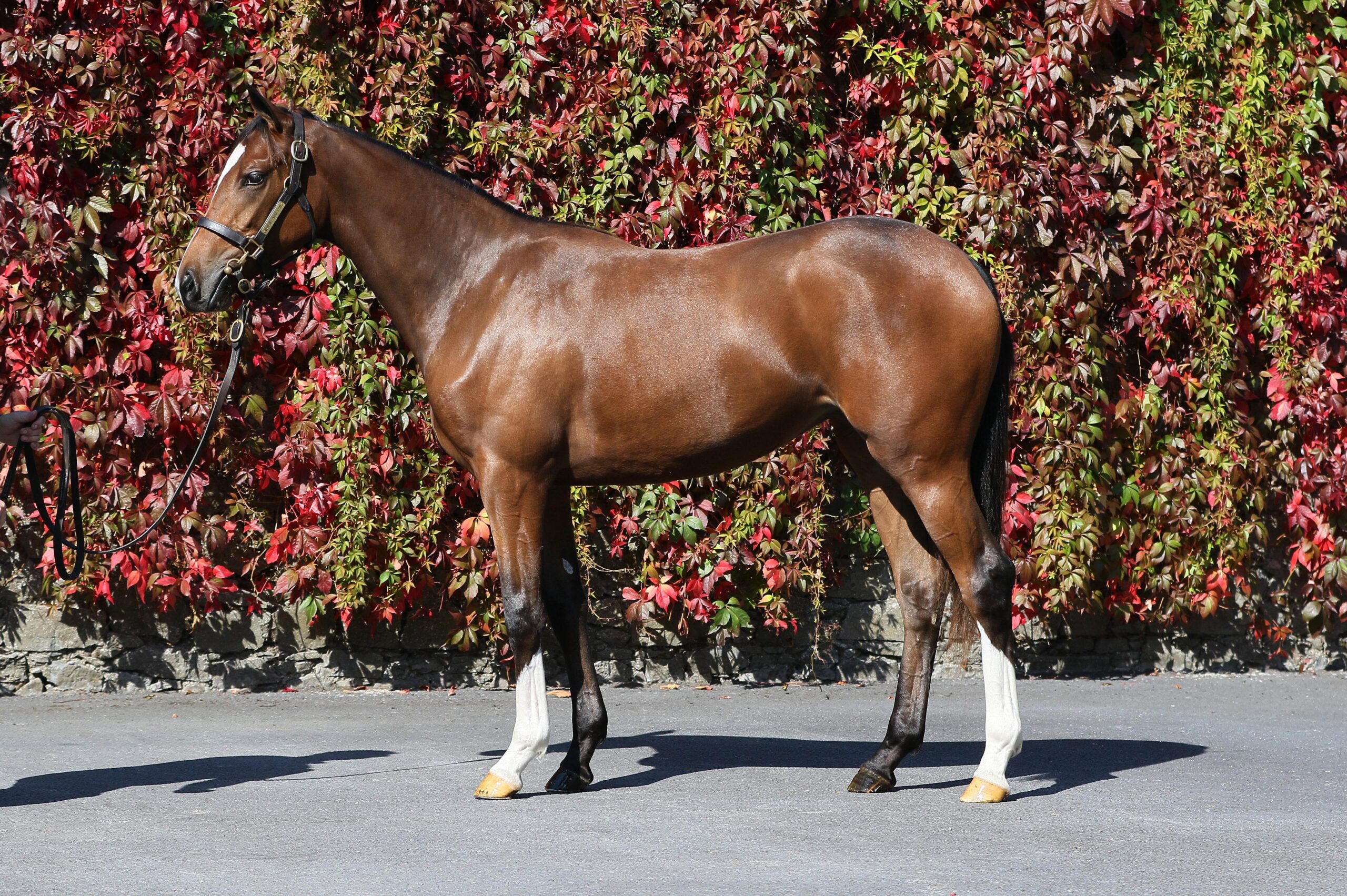 Lot 282 (Tattersalls Ireland)